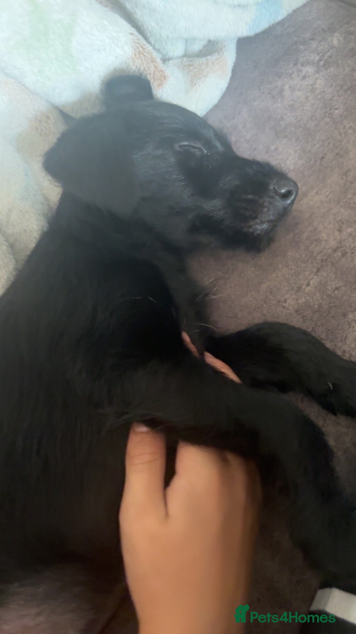 Patterdale Terrier dogs Small Patter-dale puppies ready now  - Advert 2