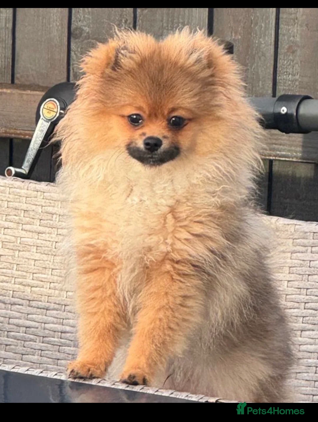 Pomchi dogs for sale: Gorgeous Pomeranian x 6 months old male puppy - Advert 2