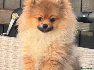 Pomchi dogs Gorgeous Pomeranian x 6 months old male puppy - Advert 4