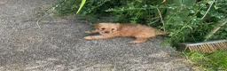 Cavapoo dogs for sale: Absolutely gorgeous Cavapoo puppies  in Umberleigh - Advert 10