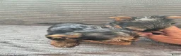 Yorkshire Terrier dogs for sale: Two female Yorkshire terrier dogs for sale  - Advert 3