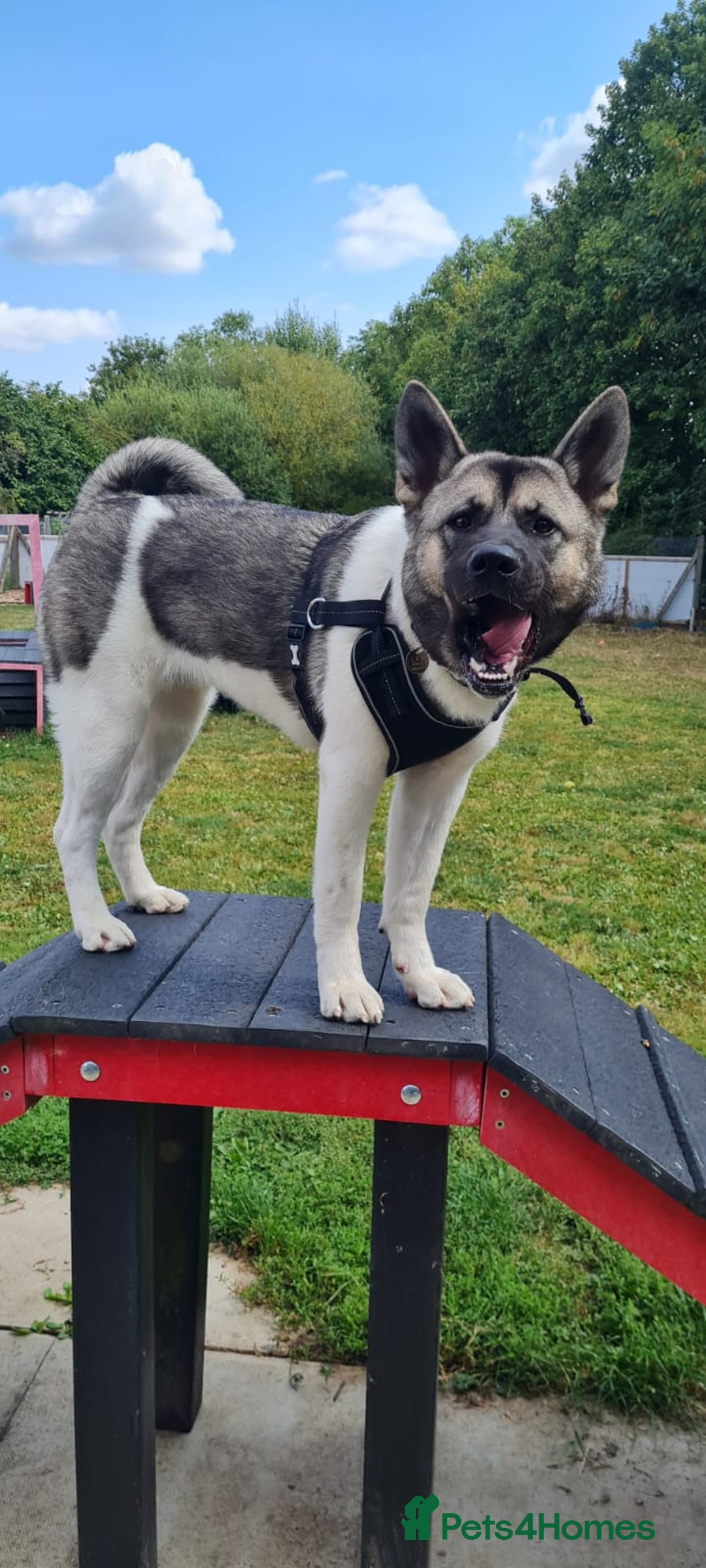 Akita dogs for adoption: Nakita - Image 2