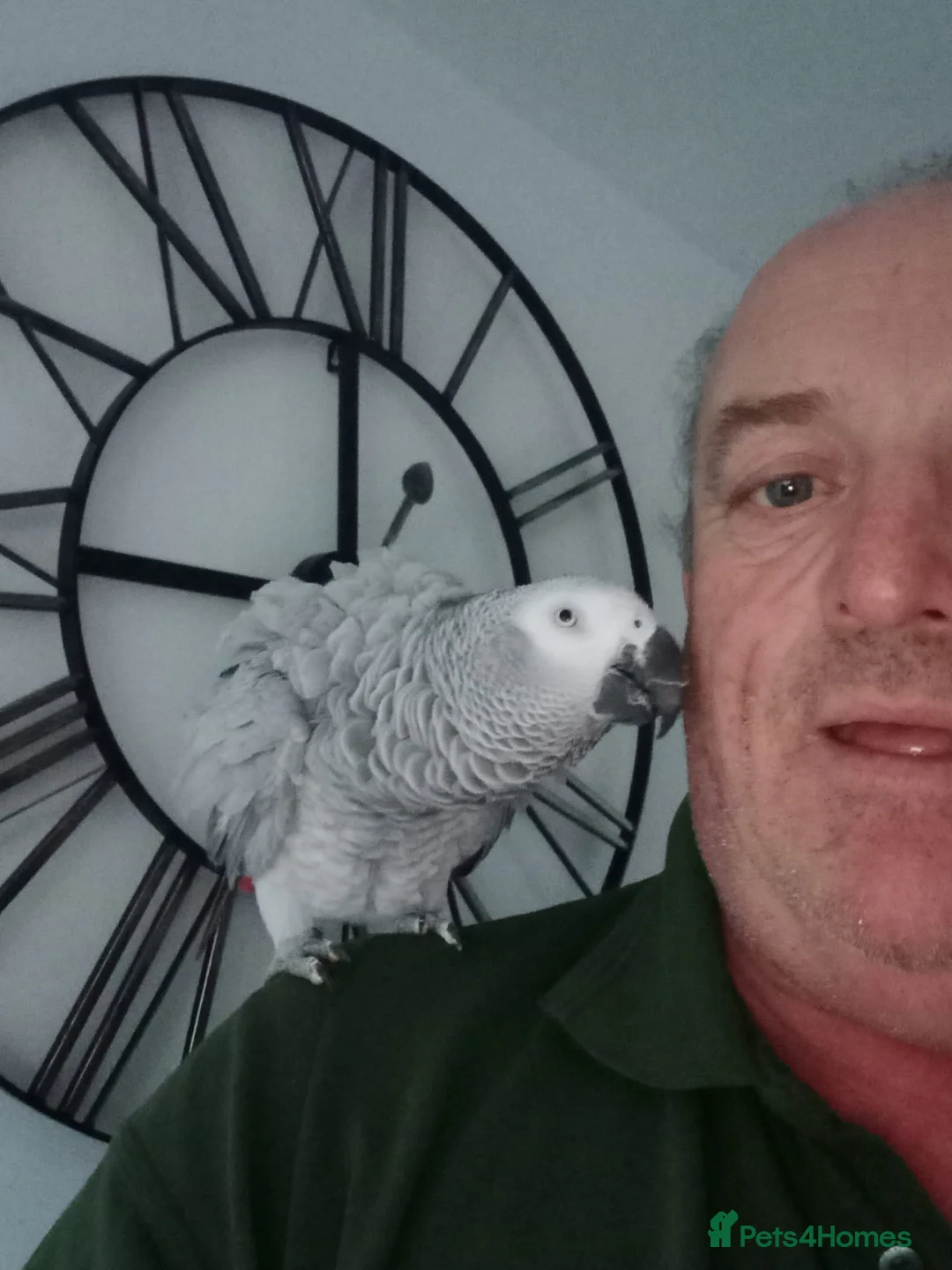 Parrots birds for sale: African Grey in Widnes - Advert 1