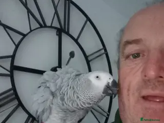 Parrots birds African Grey - Advert 13