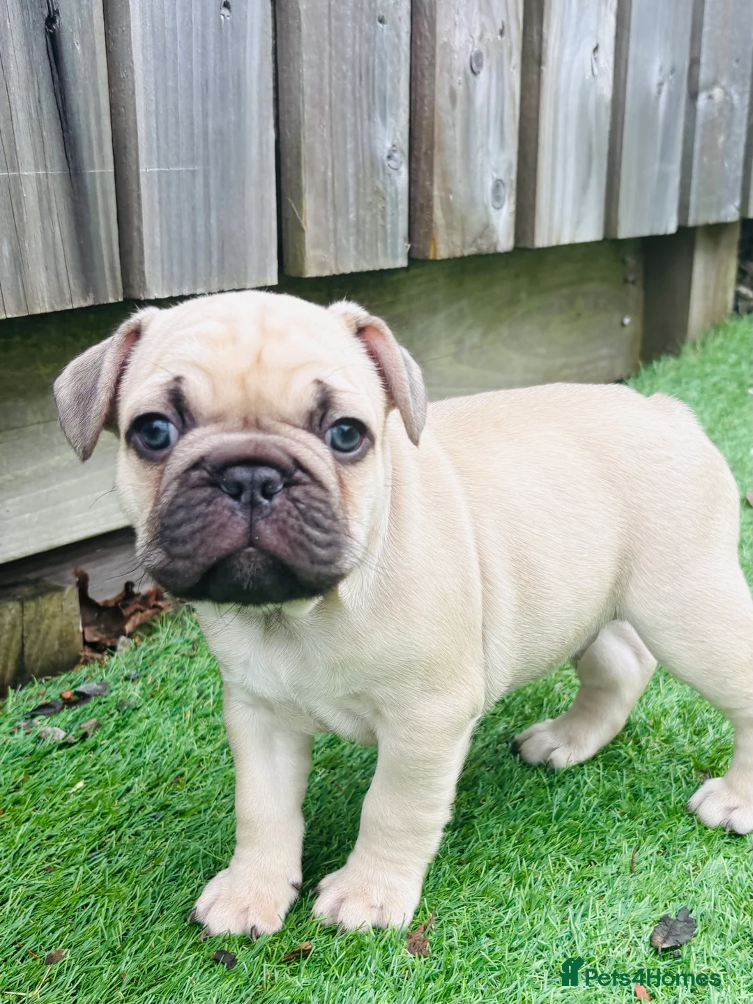 French Bulldog dogs for sale: French Bulldog Puppies - Fawn/Cream - Advert 20