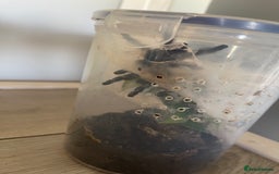 Tarantulas invertebrates for sale: Mix of tarantulas - Image 1