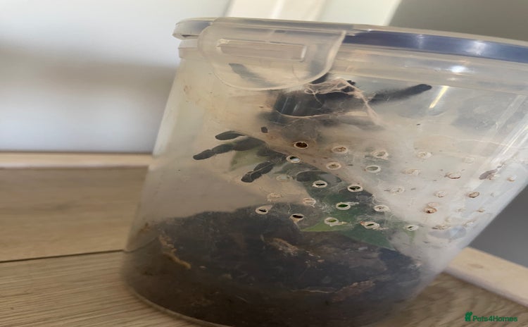 Tarantulas invertebrates - Advert 1