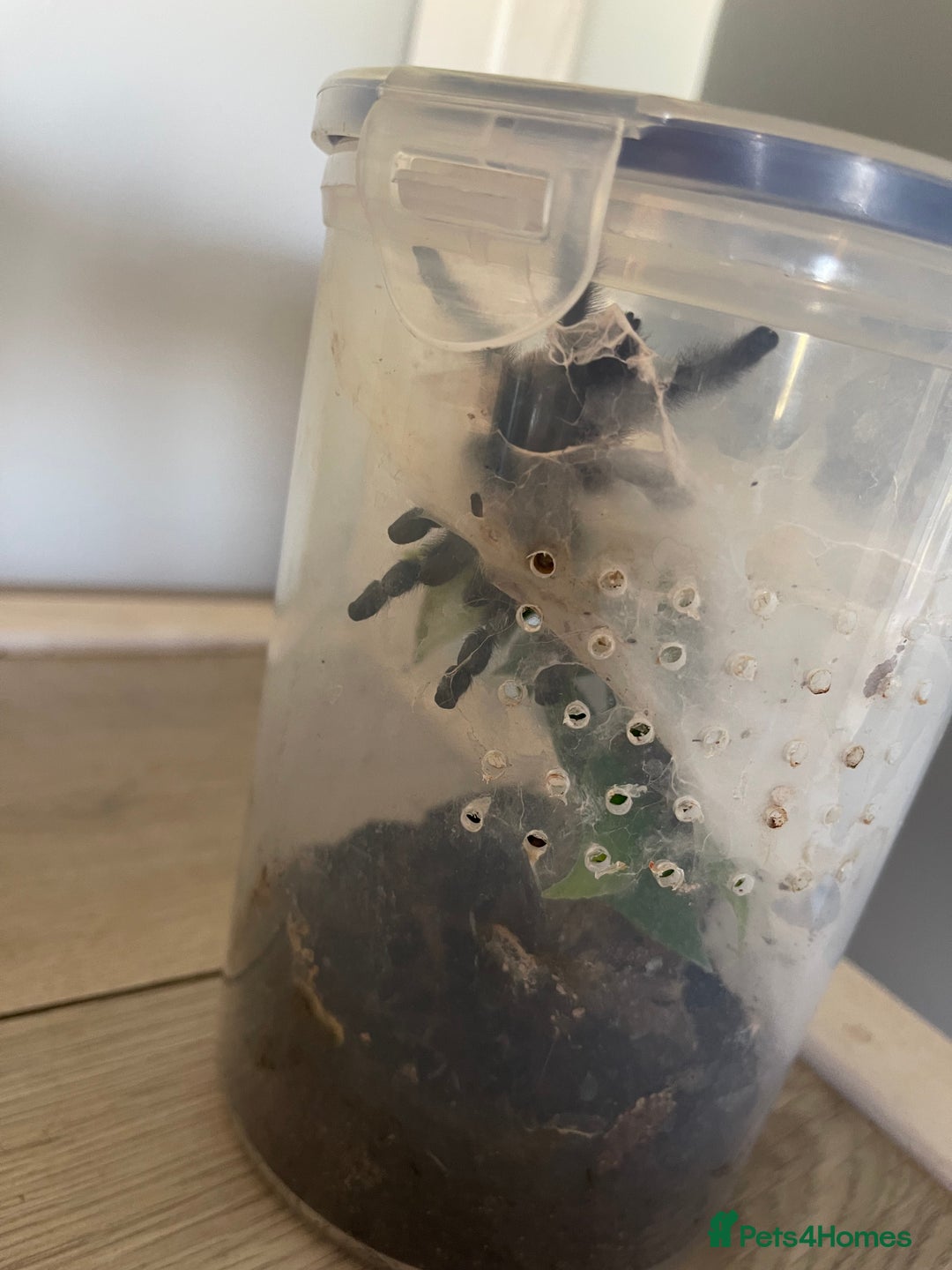 Tarantulas invertebrates for sale: Mix of tarantulas - Image 1