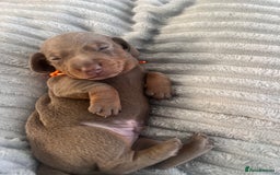 Miniature Dachshund dogs for sale: 🖤🐶Beautiful Miniature Dachshund Puppies🖤🐶!! - Image 26