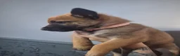 Belgian Shepherd Dog dogs for sale: Reduced Ready to leave  - Advert 35