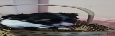 Chihuahua 2
