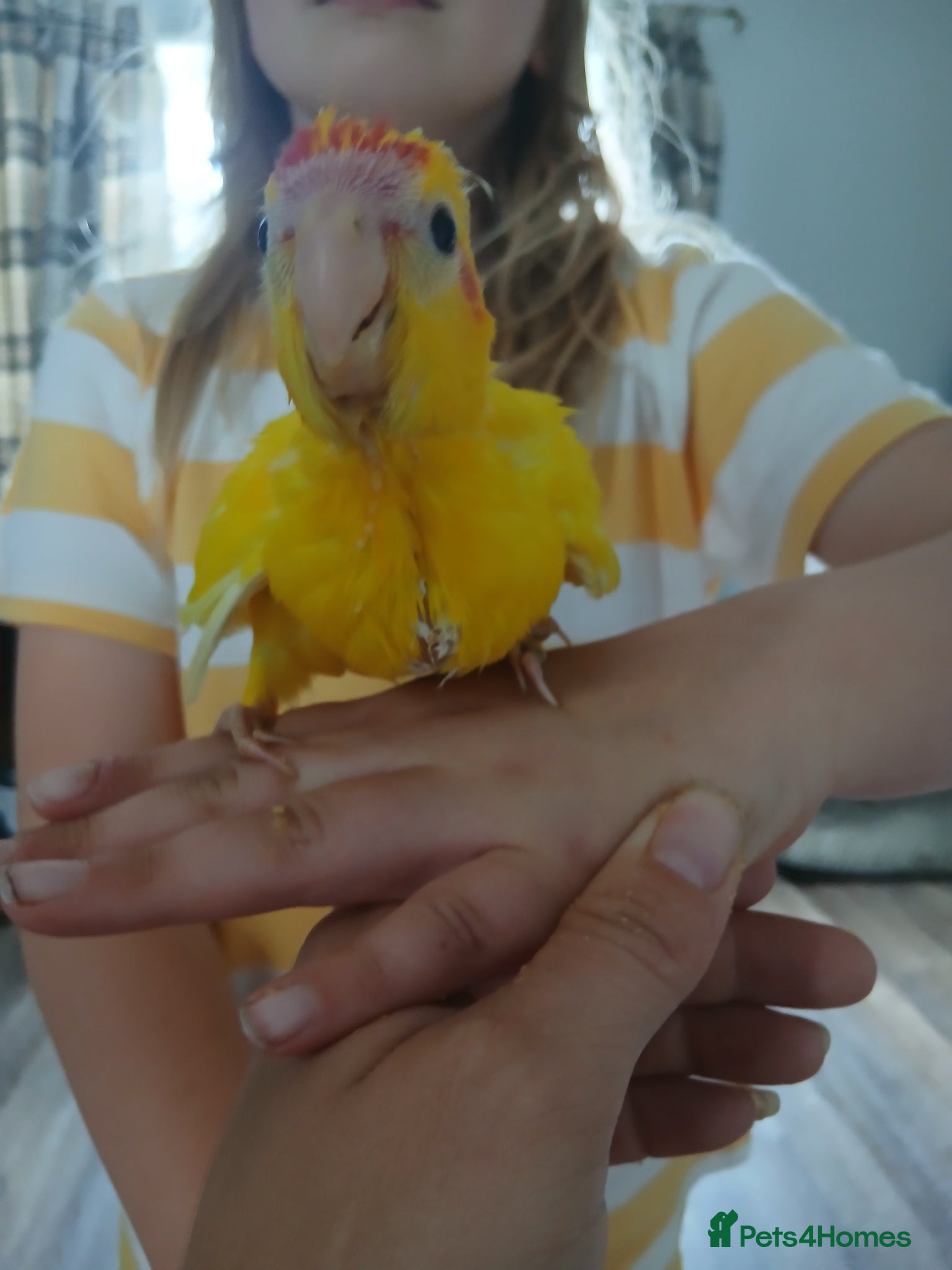 Parakeets birds Hand tamed baby kakariki  - Advert 13