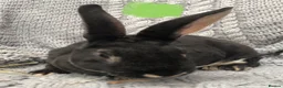 Rex rabbits for sale: Beautiful velvet mini Rex & Rex rabbits - Advert 28