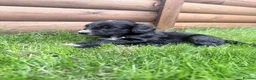 Australian Labradoodle dogs for sale: Beautiful Aussie Doodles - Advert 9
