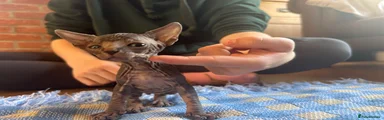 Sphynx 1