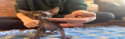 Sphynx cats for sale: Beautiful example Sphynx babies  - Advert 5