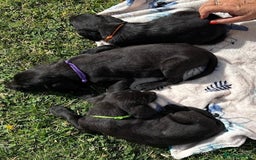 Labrador Retriever dogs for sale: KC Registered Black Labrador Pups 🐾 - Image 6