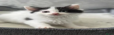 Ragdoll 7