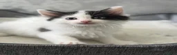 Ragdoll cats for sale: Beautiful Ragdoll Kittens  - Advert 34