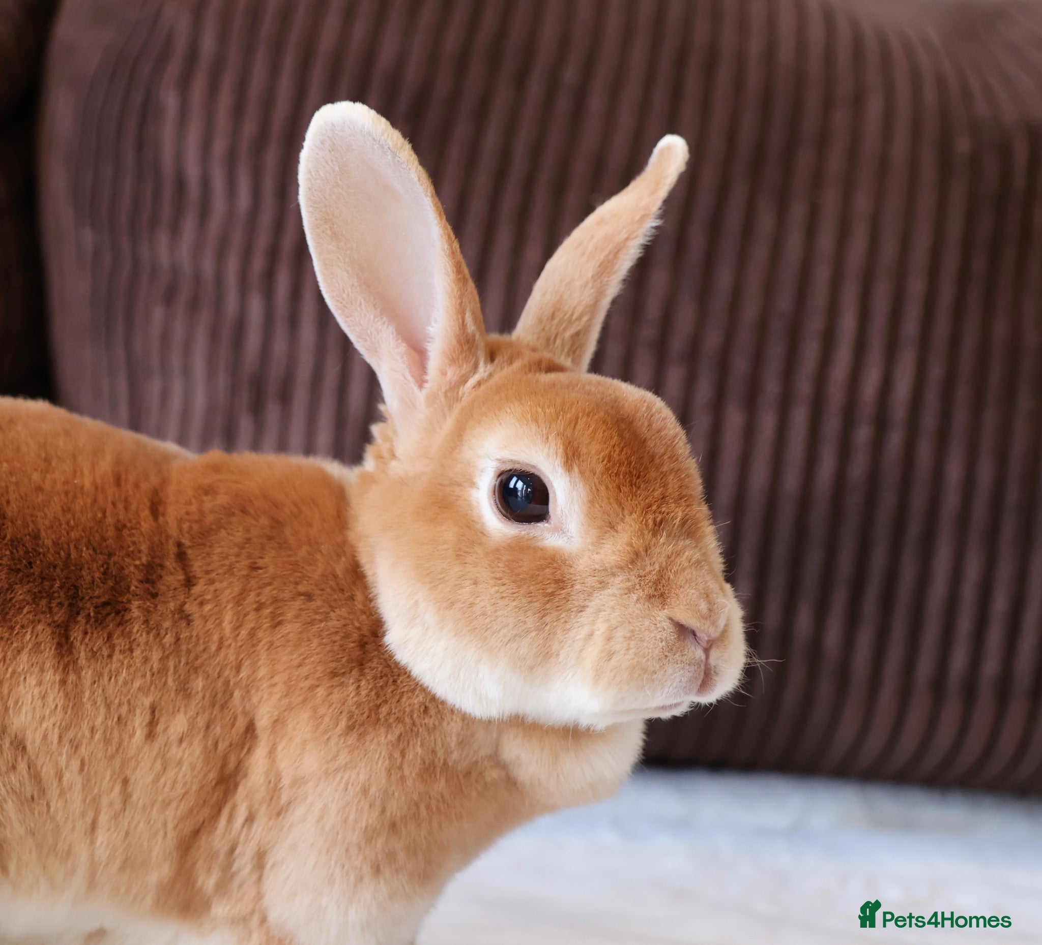 Rex rabbits Orange Doe ”Poppy”  - Advert 2