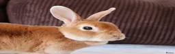 Rex rabbits for sale: Orange Doe ”Poppy”  - Advert 2