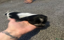 Cocker Spaniel dogs for sale: 🔥 rare coloured show type cocker spaniels  - Image 21