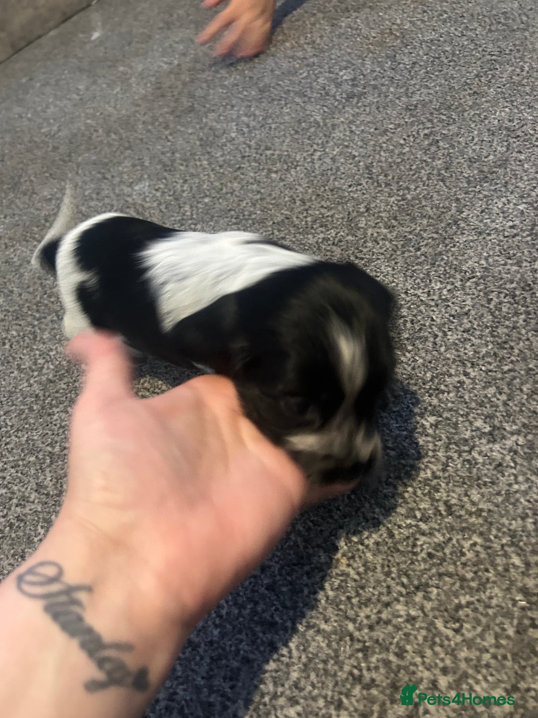 Cocker Spaniel dogs for sale: 🔥 rare coloured show type cocker spaniels  - Image 21