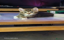Mixed Breed cats for sale: Few lovely kittens ready for new lovely homes ! - Image 8