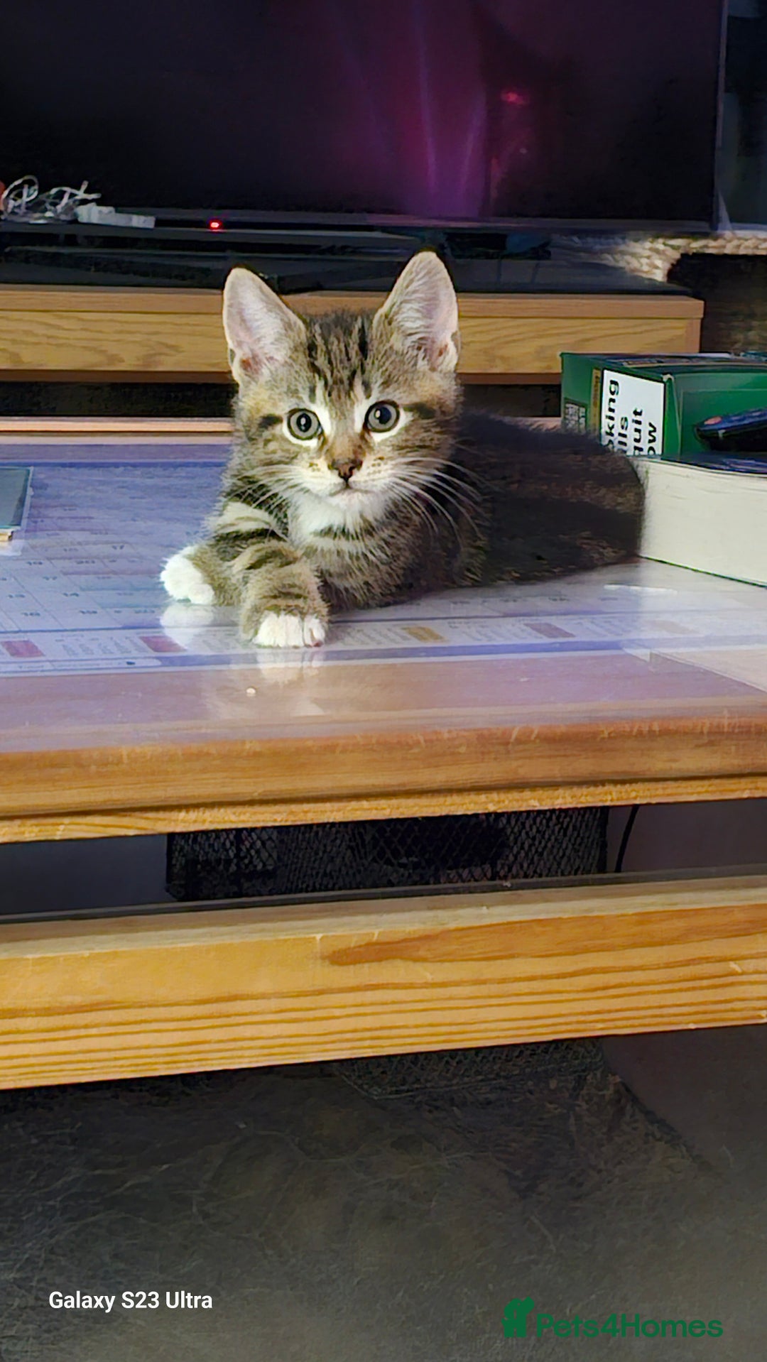 Mixed Breed cats for sale: Few lovely kittens ready for new lovely homes ! - Image 8