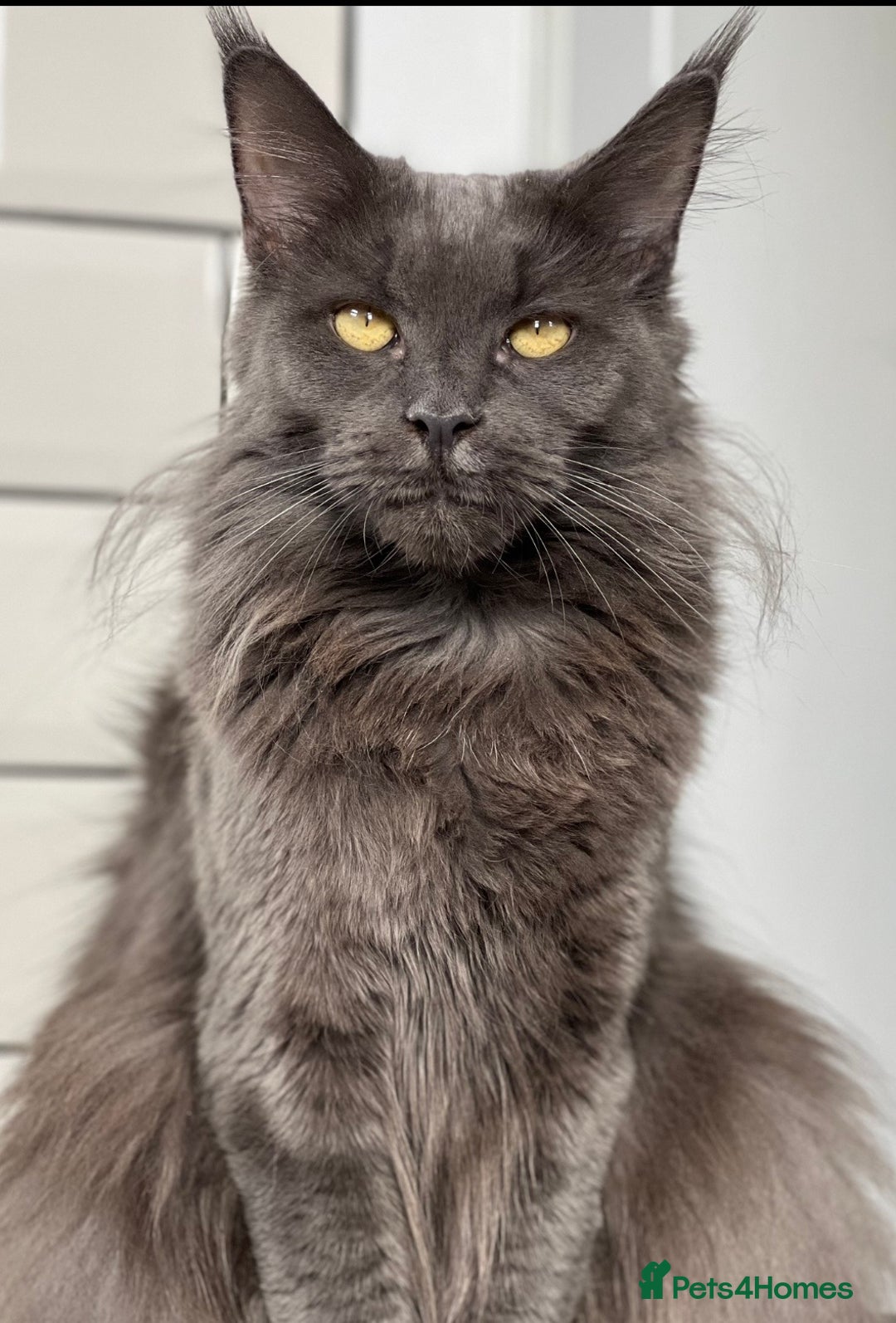 Maine Coon cats for sale: Maine Coon kitten black silver tabby boy stunning  - Advert 4