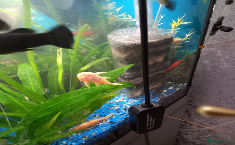 Plecos fish - Advert 1