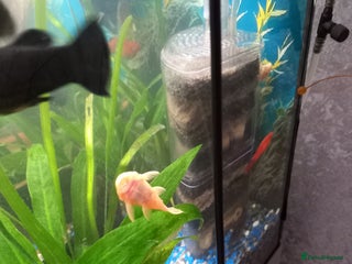Plecos fish - Advert 19
