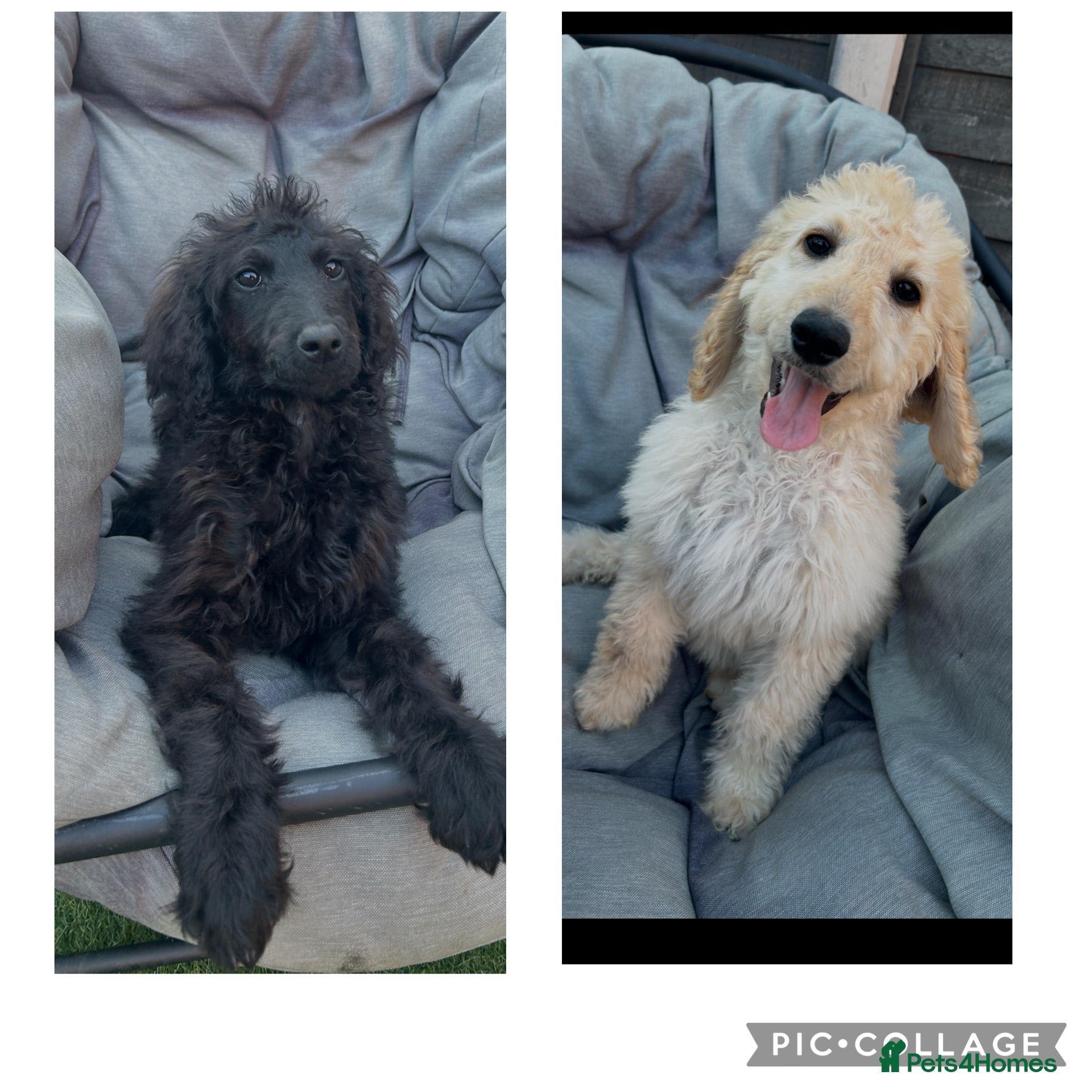 Labradoodle dogs Adorable health tested f1bb standard labradoodles  - Advert 1