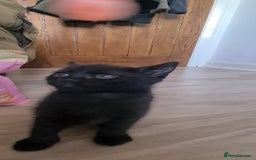 British Shorthair cats for sale: Lovely 1 black and 2 black & white kitten - Image 17
