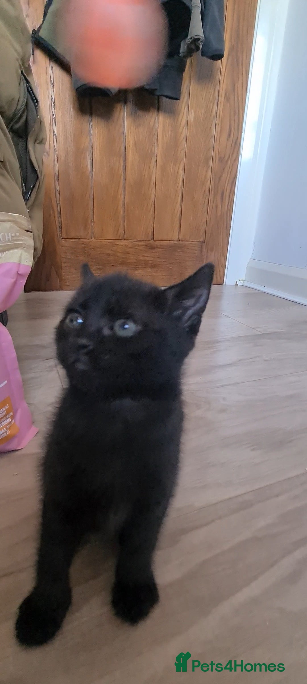 British Shorthair cats for sale: Lovely 1 black and 2 black & white kitten - Image 17