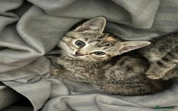 Mixed Breed cats for sale: Fluffy kittens ready on 14th Oct ❤️🧡💛💚💜 - Image 7