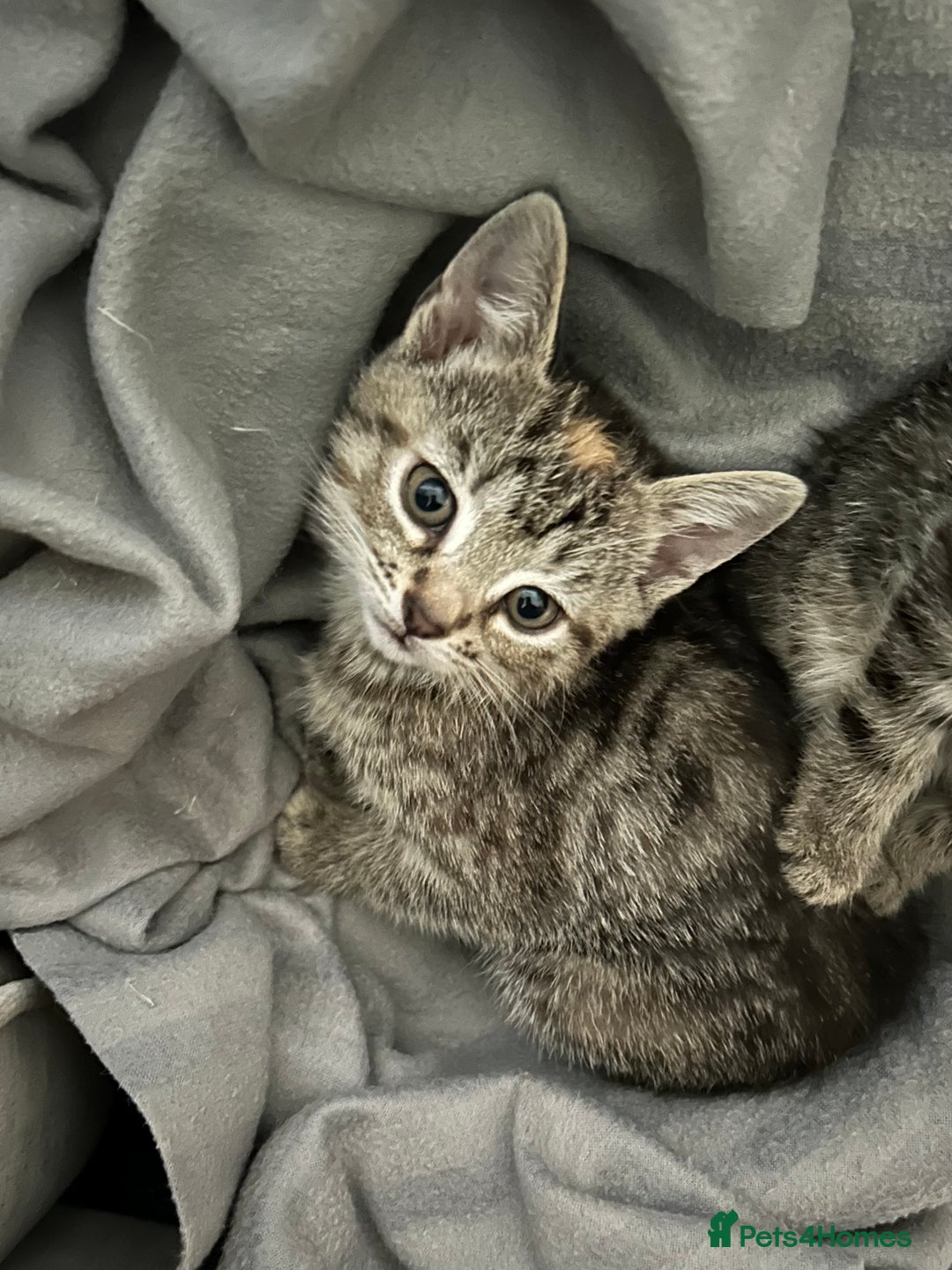 Mixed Breed cats for sale: Fluffy kittens ready on 14th Oct ❤️🧡💛💚💜 - Image 7