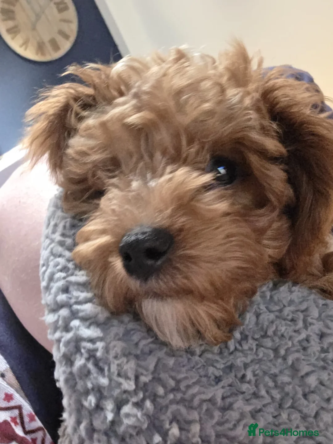 Cavapoo dogs for sale:  1 boy remaining. Health tested stunning cavapoos - Advert 27