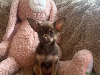 Chihuahua dogs Chihuahuas - Advert 5