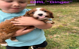 Cavapoo dogs for sale: Stunning cavapoo pups *ready to leave 29th august* - Image 3