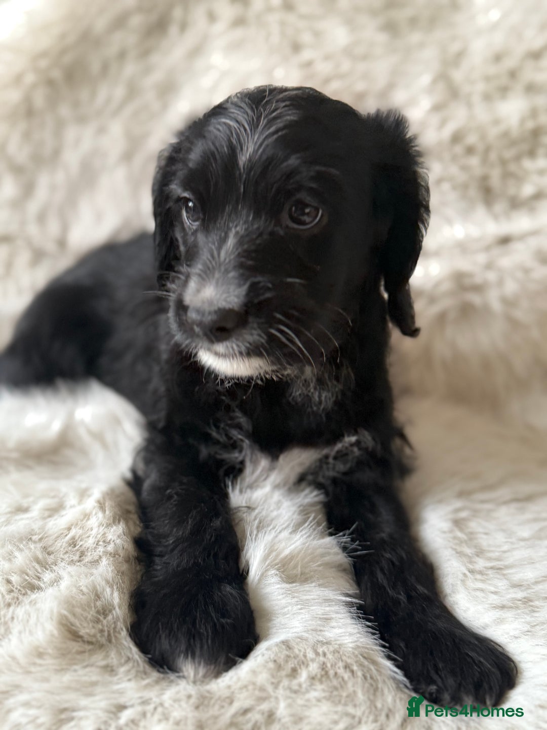 Mixed Breed dogs for sale: Girl Mixed Breed Puppy 13 Weeks Old - Advert 2