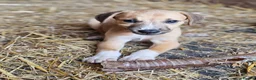 Mixed Breed dogs for sale: Stunning Kelpie lurchers  - Advert 24