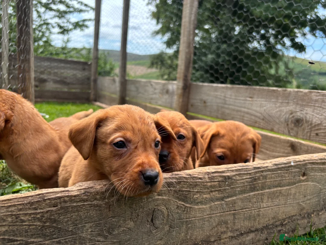 Labrador Retriever dogs for sale: Fox red Labrador  in Galashiels - Advert 2