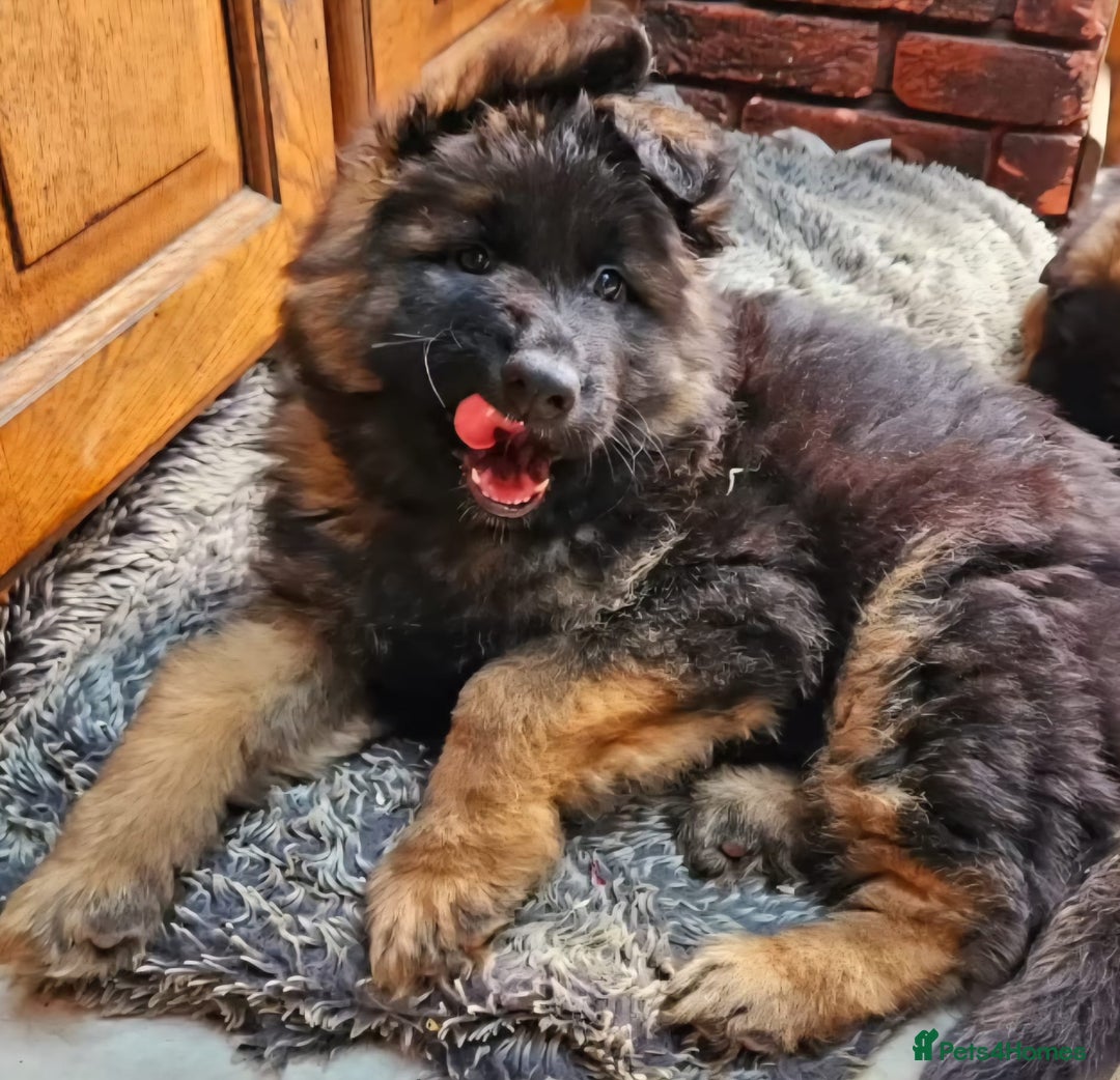 German Shepherd dogs for sale: TOP QUALITY KC REG DNA & BVA LONG HAIR GSD PUPS - Image 10