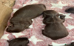 Chihuahua dogs for sale: Rare chocolate chihuahua puppies - Image 6