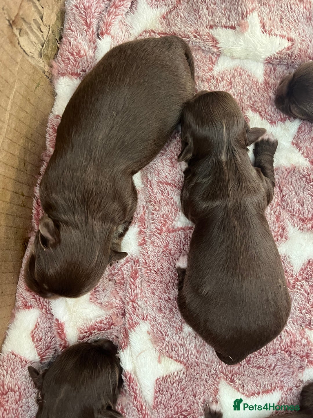 Chihuahua dogs for sale: Rare chocolate chihuahua puppies - Image 6