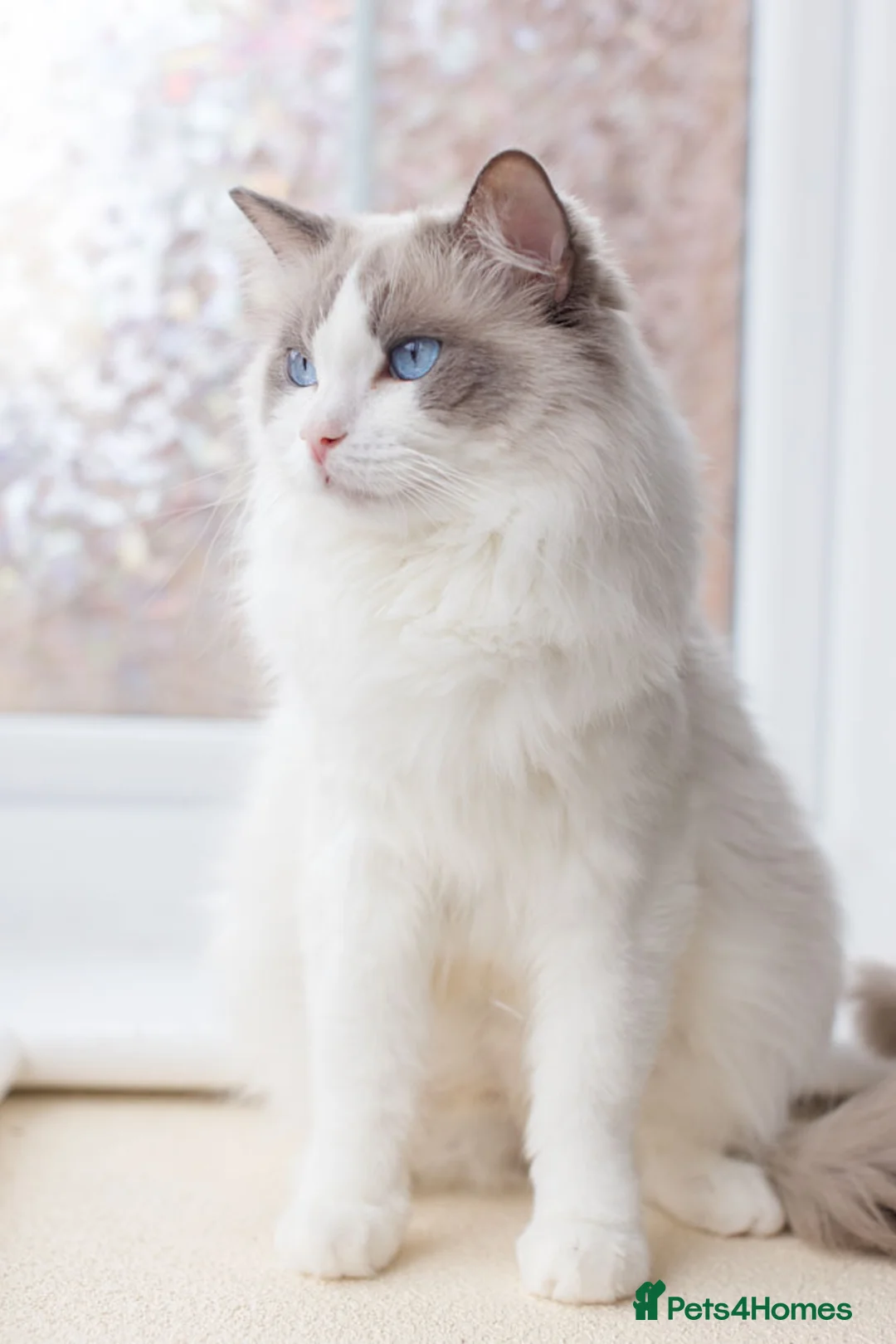 Ragdoll cats for sale: Ragdoll Female Looking for a Loving Forever Home - Advert 1
