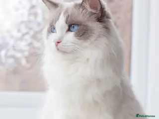 Ragdoll cats Ragdoll Female Looking for a Loving Forever Home - Advert 1