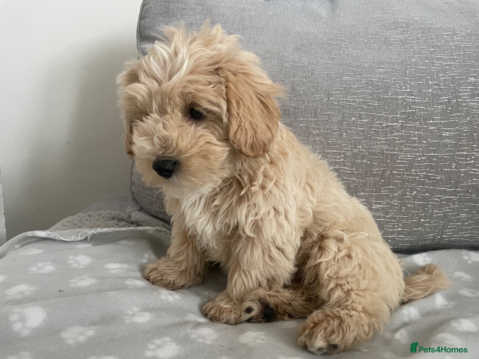 Maltipoo dogs Adorable Maltipoo Puppy  - Advert 3