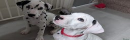 Dalmatian dogs for sale: Dalmatian puppies ready advert fully - Advert 13